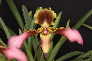 Paph. hirsutissimum (esquirolei) Von Weltz